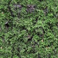 High resolution seamless texture of a forest ground with moss and nuts Royalty Free Stock Photo