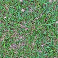 High resolution seemless texture of green grass and plants for 3d modelling with more than 6 megapixel in size