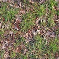 High resolution seemless texture of green grass and plants for 3d modelling with more than 6 megapixel in size