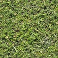 High resolution seemless texture of green grass and plants for 3d modelling with more than 6 megapixel in size Royalty Free Stock Photo