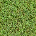 High resolution seemless texture of green grass and plants for 3d modelling with more than 6 megapixel in size