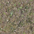 High resolution seemless texture of green grass and plants for 3d modelling with more than 6 megapixel in size Royalty Free Stock Photo