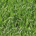 High resolution seemless texture of green grass and plants for 3d modelling with more than 6 megapixel in size