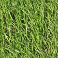 High resolution seemless texture of green grass and plants for 3d modelling with more than 6 megapixel in size