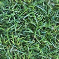 High resolution seemless texture of green grass and plants for 3d modelling with more than 6 megapixel in size Royalty Free Stock Photo