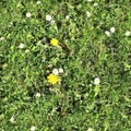 High resolution seemless texture of green grass and plants for 3d modelling with more than 6 megapixel in size