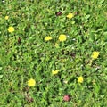 High resolution seemless texture of green grass and plants for 3d modelling with more than 6 megapixel in size