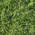 High resolution seemless texture of green grass and plants for 3d modelling with more than 6 megapixel in size