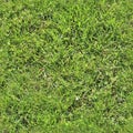 High resolution seemless texture of green grass and plants for 3d modelling with more than 6 megapixel in size