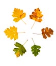 High Resolution set of autumn leaves of Cornelian cherry tree on white Royalty Free Stock Photo