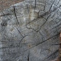 High resolution shot of wood grain texture