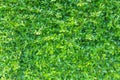 High resolution of small natural green leaves wall inside garden decoration. Ideal for background or wallpaper with empty area for Royalty Free Stock Photo