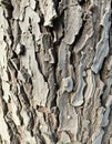 Detailed Texture of Rough Tree Bark Close Up Generative AI Royalty Free Stock Photo