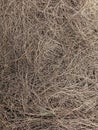 Close-up, Abstract Background Dry Pine Needles Texture Background Royalty Free Stock Photo