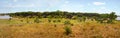 High resolution Tsavo east national park panorama Royalty Free Stock Photo