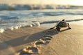 Baby Sea Turtle Heading Towards Ocean at Sunset Royalty Free Stock Photo