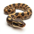 Close Up of a Captivating Ball Python with Intricate Patterns Royalty Free Stock Photo