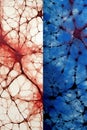 High-resolution visual representation of interconnected neurons transferring vital information