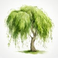 High-resolution Watercolor Clipart Of A Realistic Willow Tree