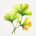 High-resolution Watercolor Ginkgo Clipart With Hdr Effect