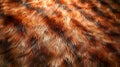 High Resolution Wild Animal Fur Texture Background for Graphic Design and Creative Projects Royalty Free Stock Photo