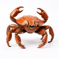 High Resolution Wood Sculptor Style Giant Brown Crab Image