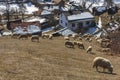 High in the Rhodope mountains, Bulgaria in small village sheeps grazing on field. Sheep provide wool, milk meat for local people Royalty Free Stock Photo