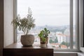 high-rise apartment with view of the city, and a houseplant in concrete flowerpot on windowsill