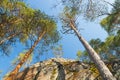 High rock and pines in the national park Repovesi, Finland Royalty Free Stock Photo