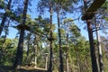 High rope bridge in a pine forest, part of a ropes course Royalty Free Stock Photo