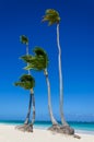High royal palms on sandy beach Royalty Free Stock Photo