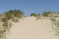 High sand dune with sand reed on a blue sky