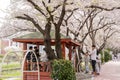 High school student is doing a field trip with cherry tree blossom