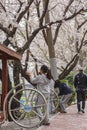 High school student is doing a field trip with cherry tree blossom