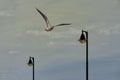 High. Seagull flight Royalty Free Stock Photo