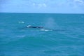 high seas , open ocean blue water whale coast cel azum calm fish fisherman humpback whales