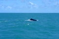 high seas , open ocean blue water whale coast cel azum calm fish fisherman humpback whales