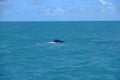 high seas , open ocean blue water whale coast cel azum calm fish fisherman humpback whales