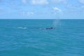 high seas , open ocean blue water whale coast cel azum calm fish fisherman humpback whales beach