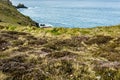 high seashore with green and brown grass