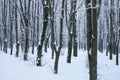 High seat for hunters in winter in a mixed forest with lots of snow. Royalty Free Stock Photo