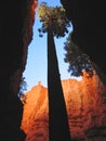 A high sequoia tree in canyon