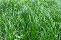 Green sedge Royalty Free Stock Photo