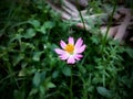 high shot angle of pink flower