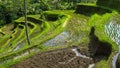 High shot of rice terraces at tegallang, bali Royalty Free Stock Photo