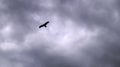 High in the sky in the clouds flying big black bird kite