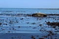 Deep blue sea with floating seaweed and two seagulls on a rock at Staithes Royalty Free Stock Photo