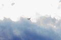 High in the sky a soaring bird against a cloudy sky Royalty Free Stock Photo