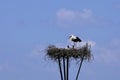 White Stork bird Ciconia ciconia on the nest with two chicks Royalty Free Stock Photo