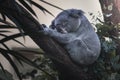 High sleeping Koala